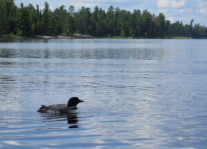 loon taken on 2016 BWCA trip