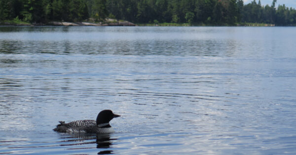 loon taken on 2016 BWCA trip